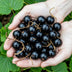 GreenboutiQ Jostaberry: 3 winter-hardy berry plants, Ribes Jostabes Bild 5