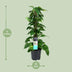 Scindapsus (Epipremnum) Hanging Plant, Ø19cm Pot, 80cm High Bild 2