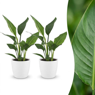 Green boutiQ - Strelitzia Reginea - Bird of Paradise Flower - 2 Plants - with White Pot - Pot 12cm - Height - 35cm