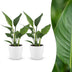Green boutiQ - Strelitzia Reginea - Paradiesvogelblume - 2 Pflanzen - mit Weißem Topf - Topf 12cm - Höhe - 35cm Bild 1