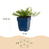 Green boutiQ - Perennial - Phlox Tricolour - Flame Flower - Ground Covering - Purple - Pink - White - 12 Plants - Pot 11cm - Height 15-25cm Bild 3