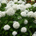 Hydrangea arborescens 'Annabelle' - Winterharte Hortensie, weiß, 12cm Topf Bild 5