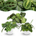 Green boutiQ: 3 Maranta varieties, easy to care for & pet-friendly Bild 1