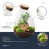 Flaschengarten Drop XL: Autarkes Biotop mit Pflanzen Bild 2