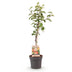 GrünboutiQ Apfelbaum Elstar (Malus domestica) - Topf 21cm, 90cm Bild 2
