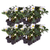 Helleborus niger ‘Christmas Carol’ – 24 Christrosen im Set (4 x Sixpack) Bild 2