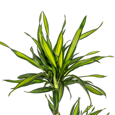 Dracaena Rikki (Ø19cm, 70-90cm): Elegante Grünpflanze für Ihr Zuhause