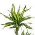 Dracaena Rikki (Ø19cm, 70-90cm): Elegante Grünpflanze für Ihr Zuhause Bild 2