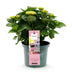 Hortensie Magical Revolution Pink: 6-10 Blüten, 55cm, Topf 23cm Bild 2