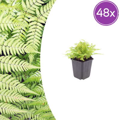 48x Wurmfarn (Dryopteris filix-mas) 10-25cm, Ø9cm