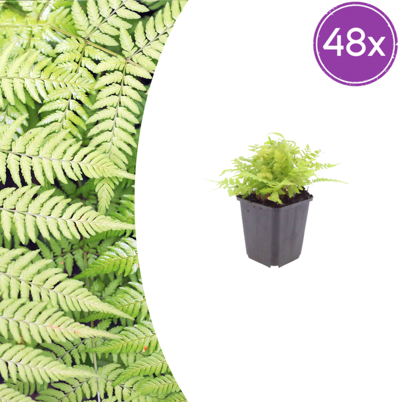 48x Wurmfarn (Dryopteris filix-mas) 10-25cm, Ø9cm
