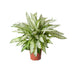 Dieffenbachia Vesuvius - XL Zimmerpflanze Ø27cm - ↕80cm Bild 1