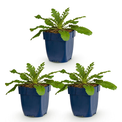 Green boutiQ - Perennial - Scabiosa col. Pink Mist - Pincushion Flower - Bee and Butterfly Attractors - Pink - 3 Plants - Pot 11cm - Height 15-25cm