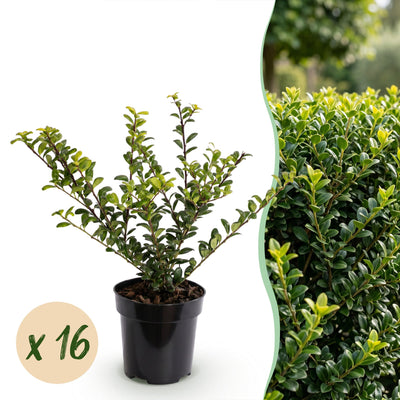 16x Ilex crenata Covenxa - Japanische Stechpalme - Heckenpflanzen - Immergrün - Grün - Topf 9cm - Höhe 20-30cm