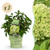 Green boutiQ Hortensie 'Groundbreaker Greeny' - Frosthart, Creme, 2er Set Bild 1