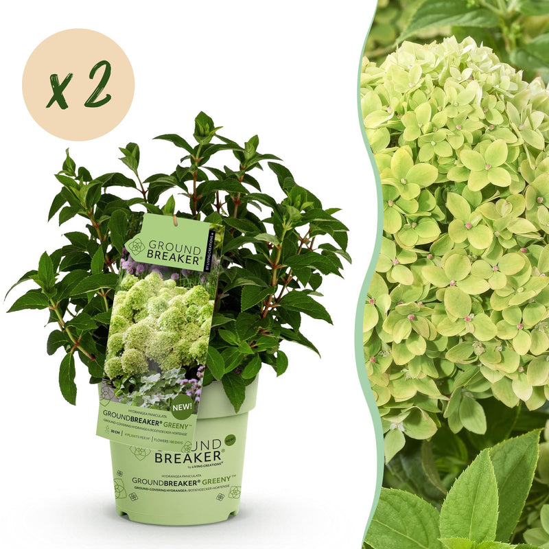 Green boutiQ Hortensie 'Groundbreaker Greeny' - Frosthart, Creme, 2er Set