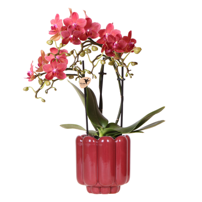 Kolibri Orchids | Rote Congo Orchidee + Retro roter Übertopf – Topfgröße Ø9cm | blühende Zimmerpflanze – frisch vom Züchter