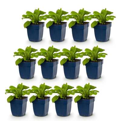 Green BoutiQ - Perennials - Digitalis purp. Dalmatian Purple - Foxglove - Shade - Purple - 12 Plants - Pot 11cm - Height 15-25cm