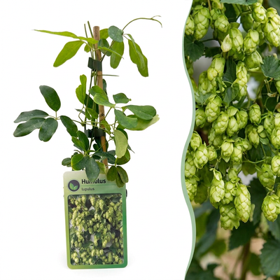 6x Nordbrau Hopfen Kletterpflanze, Ø9cm, ↕35cm