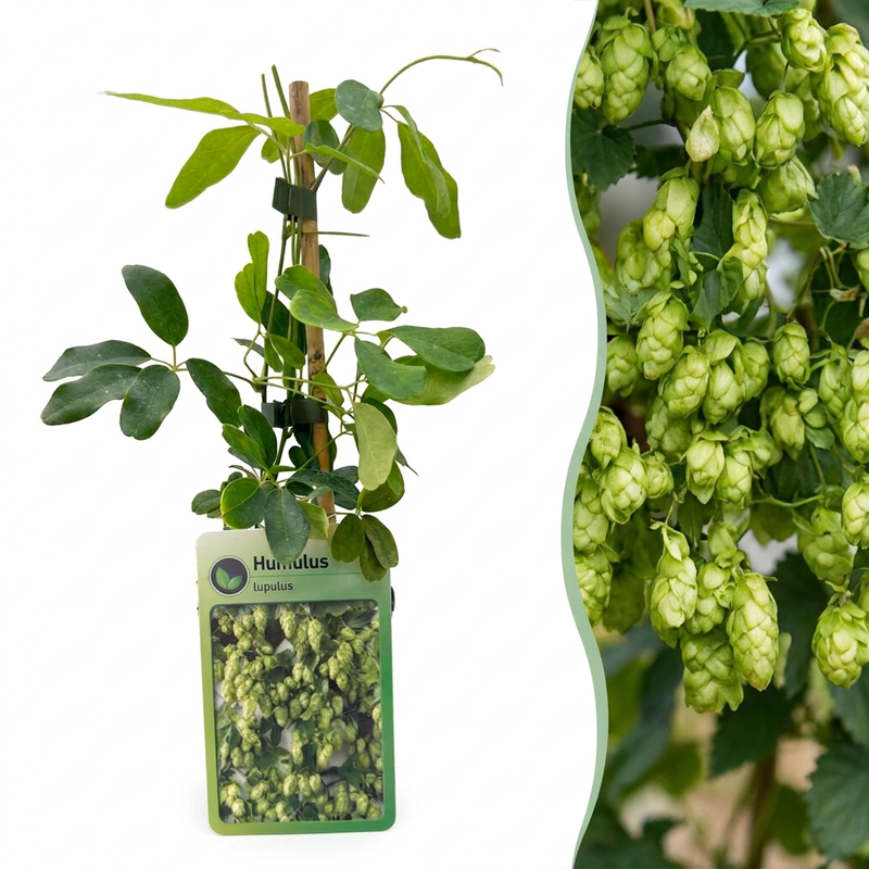 6x Nordbrau Hopfen Kletterpflanze, Ø9cm, ↕35cm