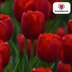 Tulpenbollen Ile de France – 20 Stück | KH Bloembollen® | Dieprode Tulp – Klassiek, Krachtig & Elegant – Voor Tuin of Pot – Maat 11/12 – Vers van de Teler Bild 5