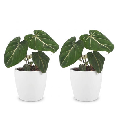 Green boutiQ - Philodendron Gloriosum - Gloriosum Philodendron - 2 Pflanzen - mit Weißem Topf - Topf 12cm - Höhe 25cm