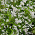 GreenboutiQ - Shrubs - Deutzia Gracilis - White Flower - 1 Plant - Deciduous - Low Maintenance - Pot 17cm Height 45cm Bild 5