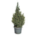 Picea glauca Sander's Blue - Blaue Zuckerhutfichte - Blau - Weihnachtsbaum - Ø23cm - ↕60cm Bild 2
