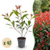 Green boutiQ - 40x Photinia fraseri Carre Rouge - Glanzmispel - Heckenpflanzen - Immergrün - Rot - Topf 9cm - Höhe 25-35cm Bild 1