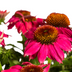 Echinacea purpurea Purple Ø19cm - ↕60 - 70cm Bild 3