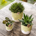 Kolibri Home Blumentopf Grün Ø6cm – Stilvoll für kleine Pflanzen Bild 5