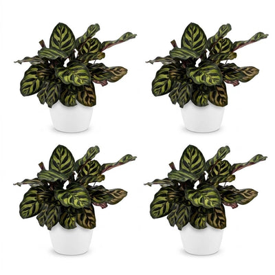 Green boutiQ - Calathea Makoyana - Pfauenpflanze - 4 Pflanzen - mit Potter Wit - Topf 12cm - Höhe - 25cm