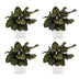 Green boutiQ - Calathea Makoyana - Pfauenpflanze - 4 Pflanzen - mit Potter Wit - Topf 12cm - Höhe - 25cm Bild 2