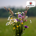 Wildflower Seed Mix – 100 gram | ± 30–50 m² Bild 5