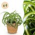 Spider Plant 'Bonnie' (Chlorophytum comosum) - 4 Plants with Basket Bild 1