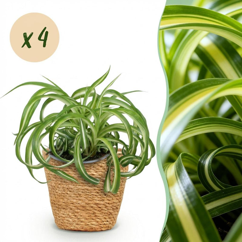Spider Plant 'Bonnie' (Chlorophytum comosum) - 4 Plants with Basket