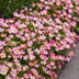 Green BoutiQ Gartenrose 'Cutie Pie' - Winterhart, Duftend, Inkl. Topf Bild 6
