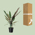 Alocasia Lauterbachiana XL – Tropischer Dschungel-Flair für Ihr Zuhause Bild 5