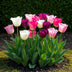 GreenboutiQ - Blumenzwiebeln - Tulp Pastel mix - Bulbs Hardy Perennial - Verschiedene Farben - 12 Stück - Zwiebelgröße 11/12 - XXL Pack Bild 5