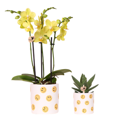 Kolibri Company | Smiley Pflanzenset | Gelbe Phalaenopsis Albenga 9cm und Sukkulente inkl. Keramik‑Übertöpfe
