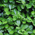 GreenboutiQ Prunus laurocerasus Novita: Immergrüne Heckenpflanze, 6er Set Bild 7