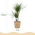 Dracaena Marginata (Dragon Tree) Pot 21cm, H: 90-100cm, Green Bild 3