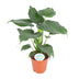 Alocasia Cucullata - Große Blattschmuckpflanze, Ø21cm, ↕80cm Bild 1