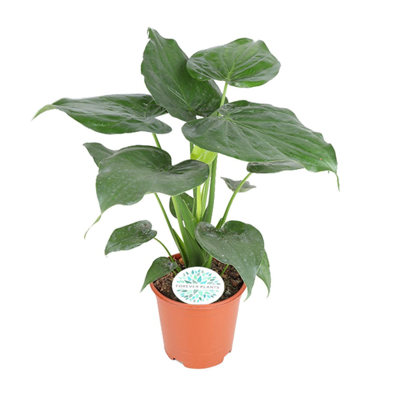 Alocasia Cucullata - Große Blattschmuckpflanze, Ø21cm, ↕80cm