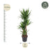 Yucca Elephantipe (Elefantenpalme) - 180 cm - Ø34 cm Bild 2