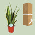 Sansevieria Trifasciata Laurentii - Schwiegermutterzunge, Ø17cm, ↕60cm Bild 4