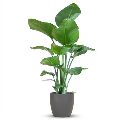 Strelitzia Nicolai mit Topf Grau – 80 cm – Ø21