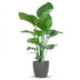Strelitzia Nicolai mit Topf Grau – 80 cm – Ø21 Bild 1