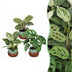 3x Baby Pflanzen Überraschungsbox Tropisch, Ø6cm Bild 1