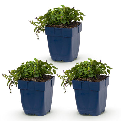 Green boutiQ - Perennial - Campanula posch. Stella - Peachleaf Bellflower - Ground Cover - Purple - 3 Plants - Pot 11cm - Height 15-25cm